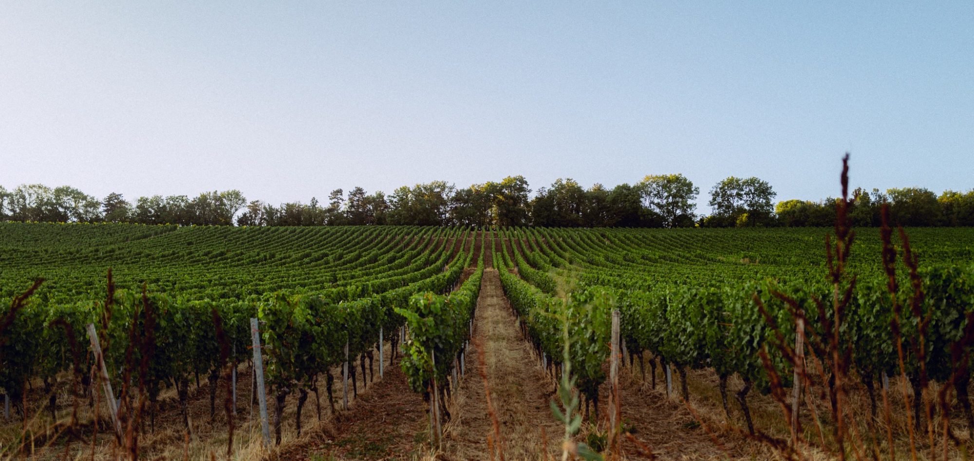 Rebenreihen im Weinberg Weinberg mit geraden Rebenreihen und einem klaren Himmel im Hintergrund.