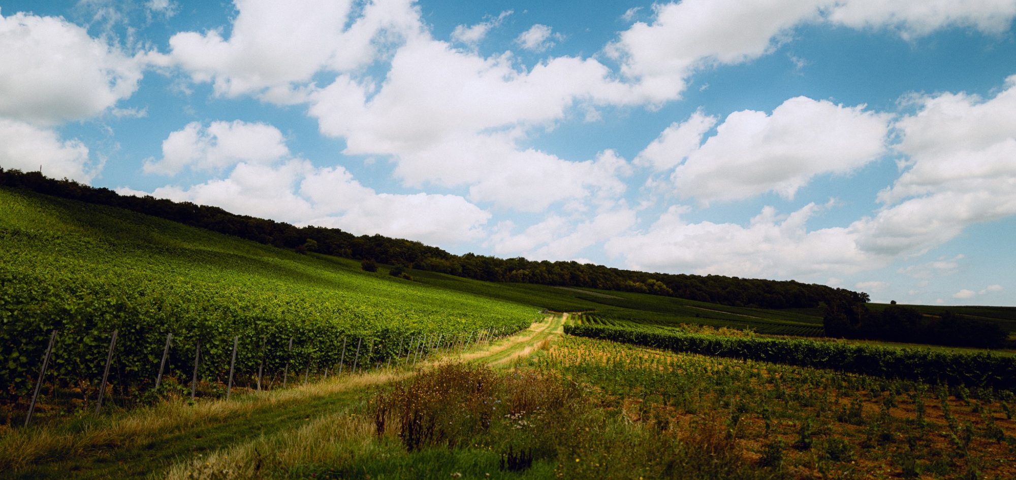 Weinberg in der Sonne Landschaft mit grünen Feldern und einem Weg unter einem blauen Himmel mit Wolken.